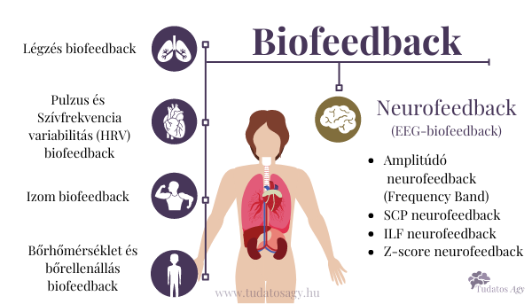 mi a különbség a biofeedback és neurofeedback között